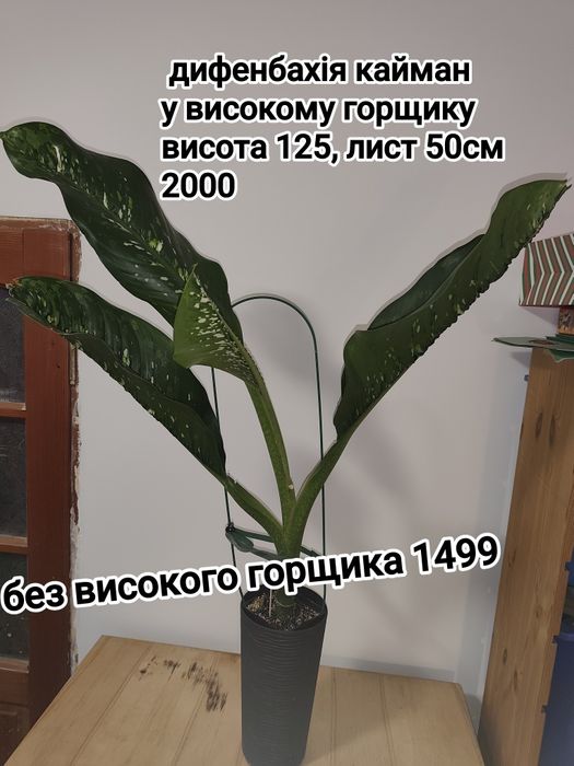 Рослини з горщиками крупногабарит