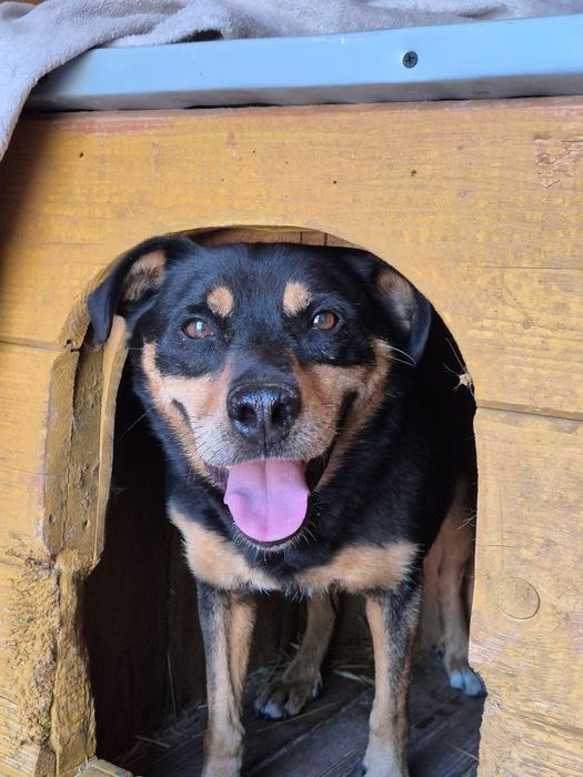 Blagamy o dom dla Snapiego