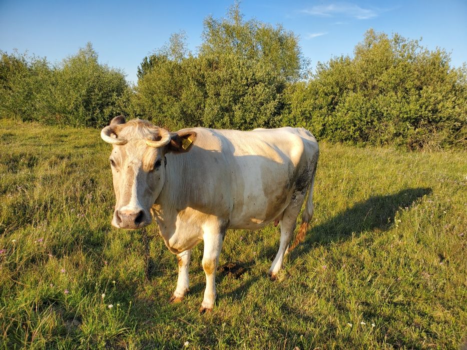 Продам молочну корову