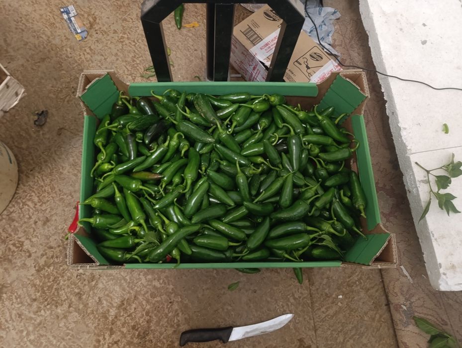 Papryka jalapeno 10 kg ostatnie sztuki