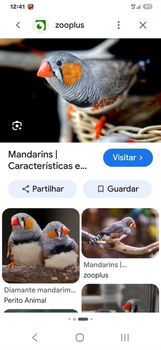 Mandarim macho para  troca por fêmea