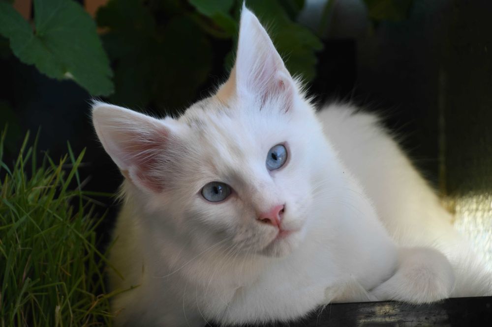Bernardim: gatinho Angorá turco branco e de olhos azuis. Boa audição