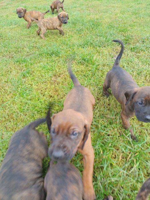 Oddam psy catahoula leopard dog