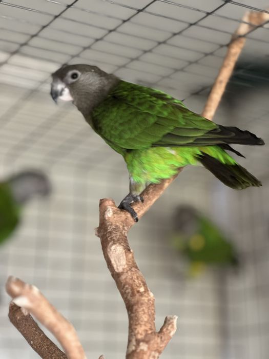 Poicephalus Cryptoxantus