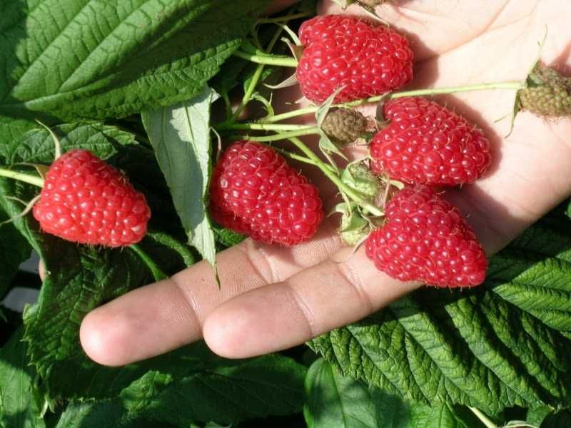 sadzonki maliny polana