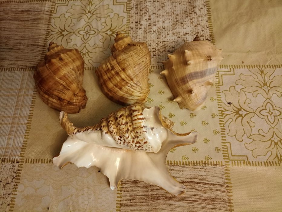Морские ракушки д
