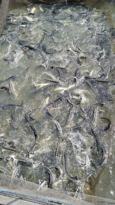 Приймаємо замовлення на малька