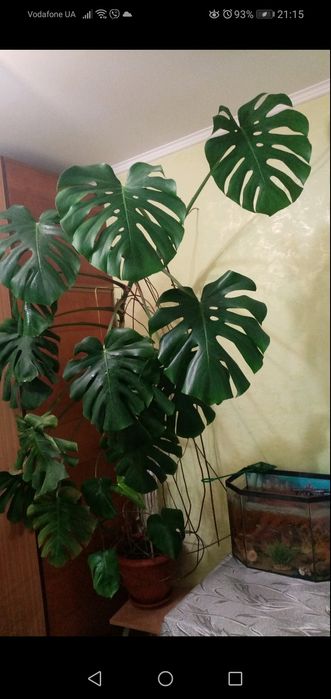 Самовивіз. Продам монстеру...