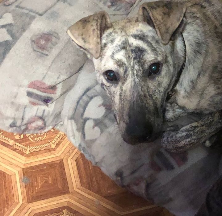 Отдам даром в добрые руки собаку породы Стаффордширский терьер