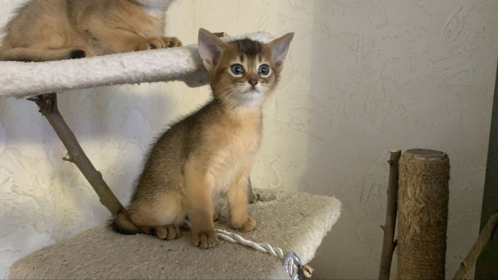 Продам абіссинських кошенят