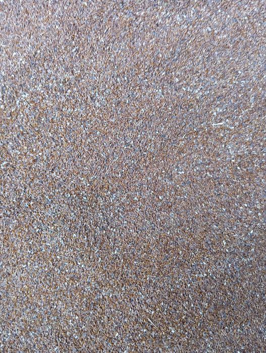 babka lancetowata nasiona 2025