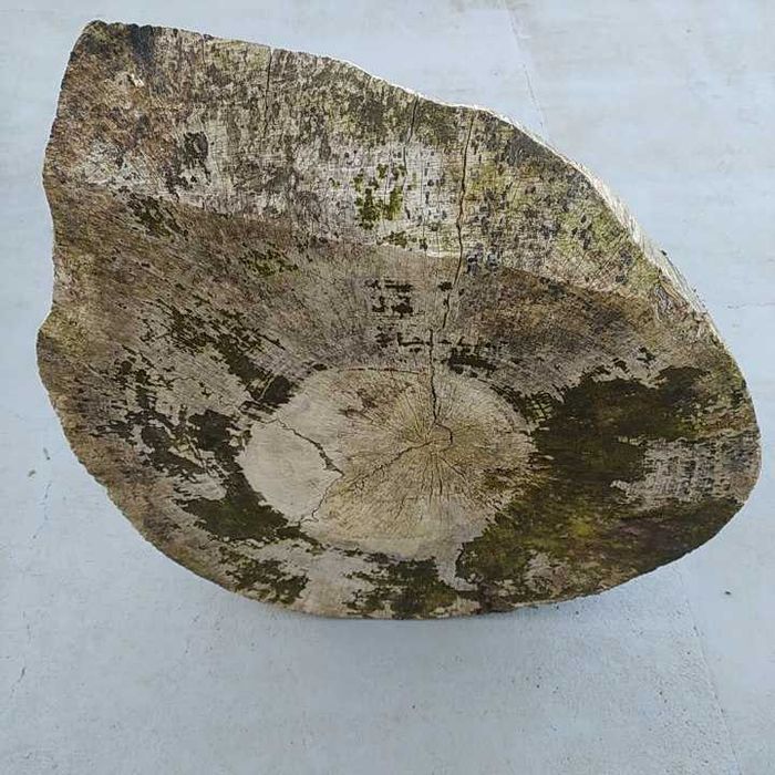 Bolacha/Rodela Madeira Plátano