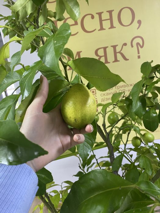 Лимон кімнатний, цитрусові