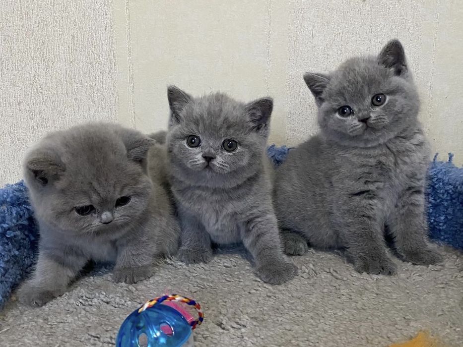 Чистокровні кошенята