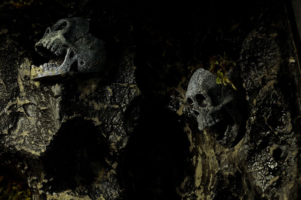 Terrarium tropikalne 40x40x60