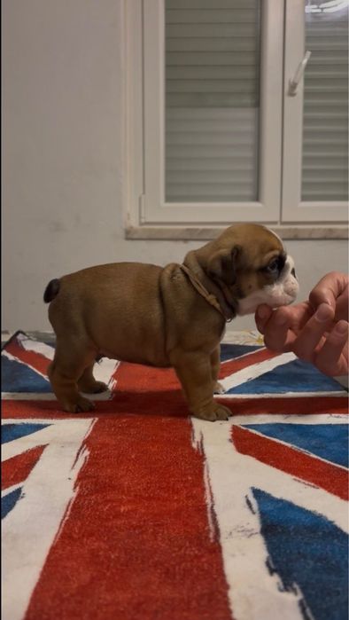 Bulldog Ingles c/Lop