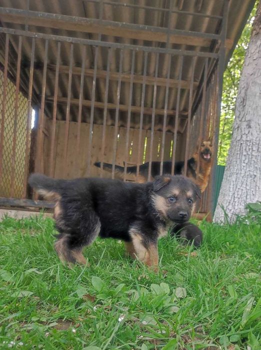 Продам німецькі вівчарки