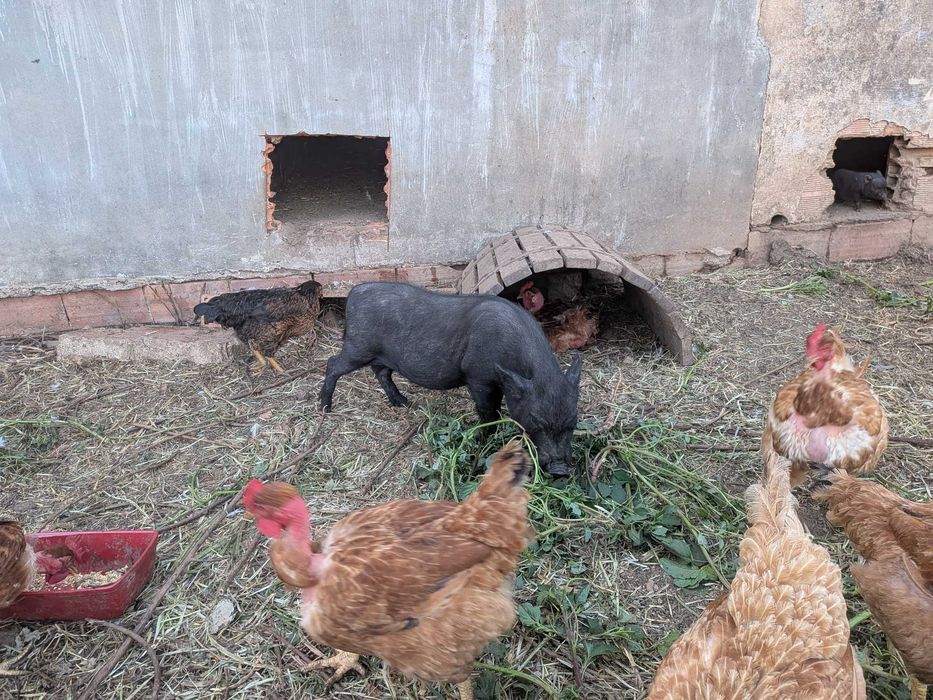 Porcos vietnamita