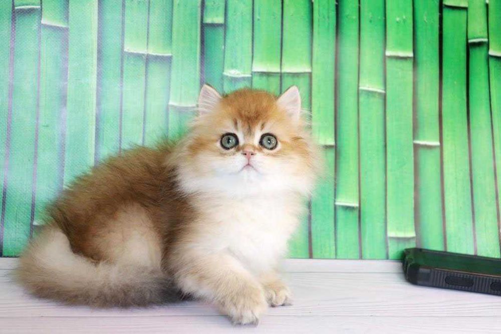 Продам британскую кошечка в золотом окрасе