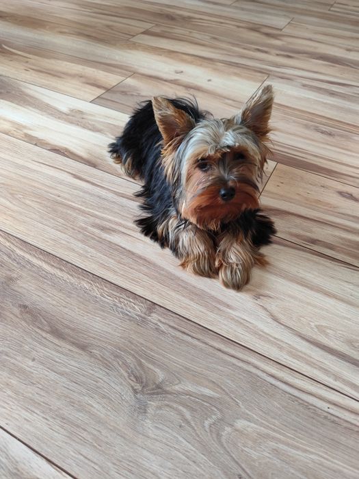 York sunia gotowa do odbioru metryka czip wyprawka