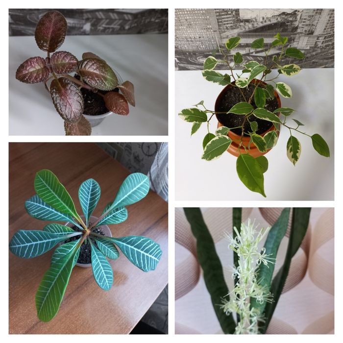 Продам домашні квіти