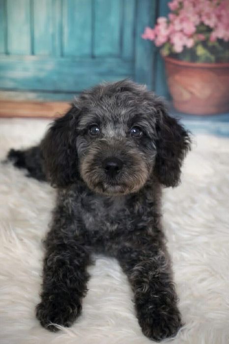 Pudel piesek blue merle