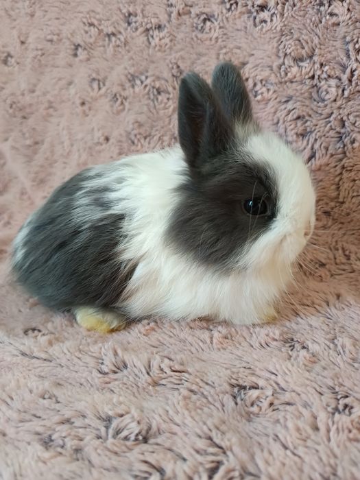 Karzełek Teddy, Lwi