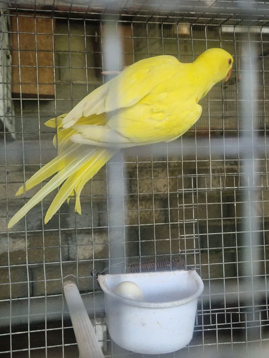 Ring Neck Amarelo + um para criar mao