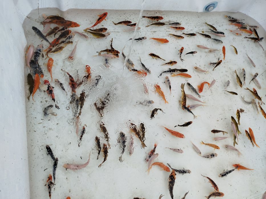 Karp karpie koi sprzedam