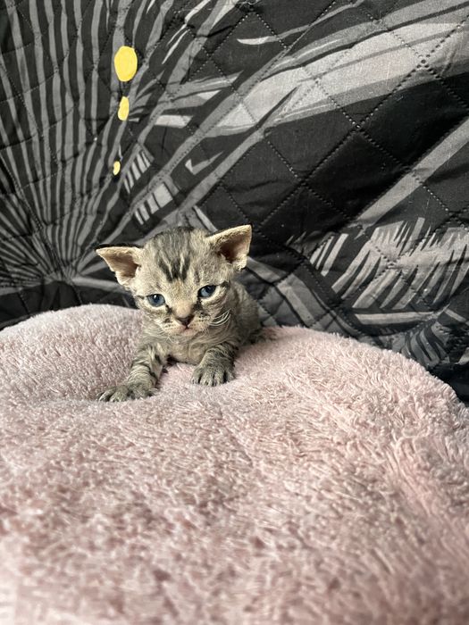 Niebieski pregowany chlopiec Devon Rex -UFO = UFIK