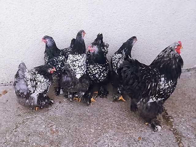 Інкубаційне яйце (курчата). Брама: срібло, лимон, куріпчастий.