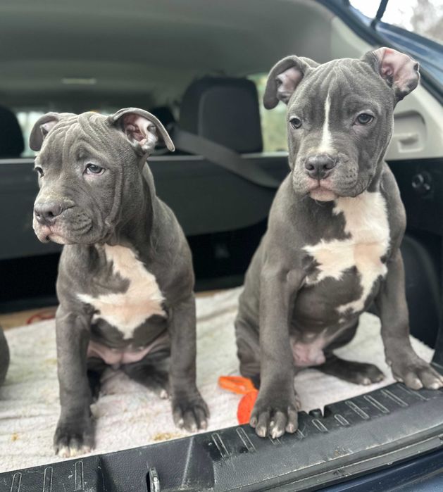 АСТ АМСТАФ щенки цуцики блакитні розплідник Харків!