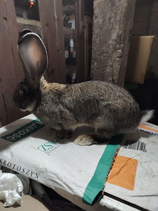 Olbrzym belgijski szary