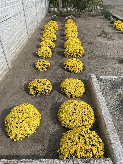 Цветы  Хризантема