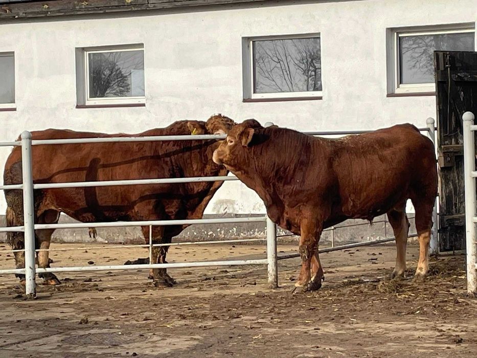 buhaje limousine 100% LM