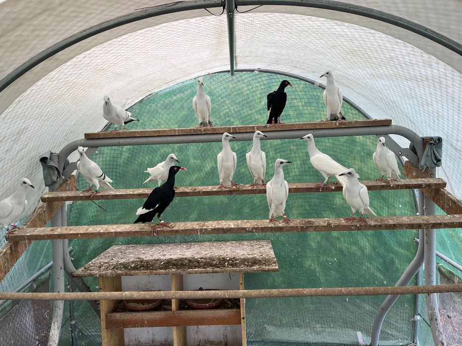 Srebrniaki bialoogony