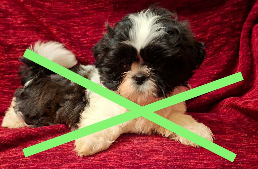 Cudowny szczeniak SHIH-TZU piesek