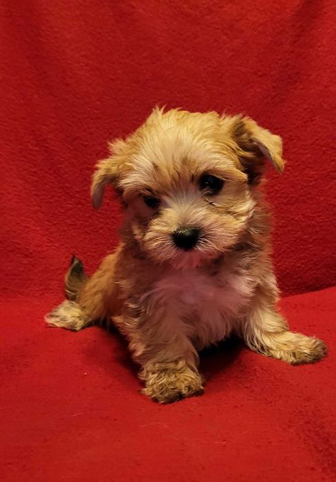 York & Maltańczyk    Morkie