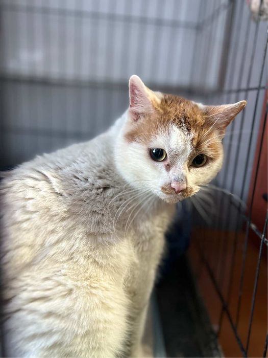 Frodo piekny kocurek