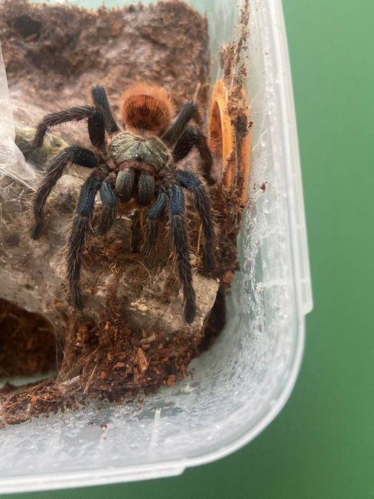 Samica chromatopelma cyaneopubescens 4DC