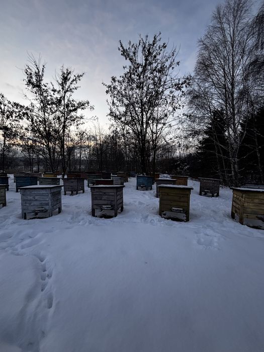 Ule wielkopolskie z pszczołami