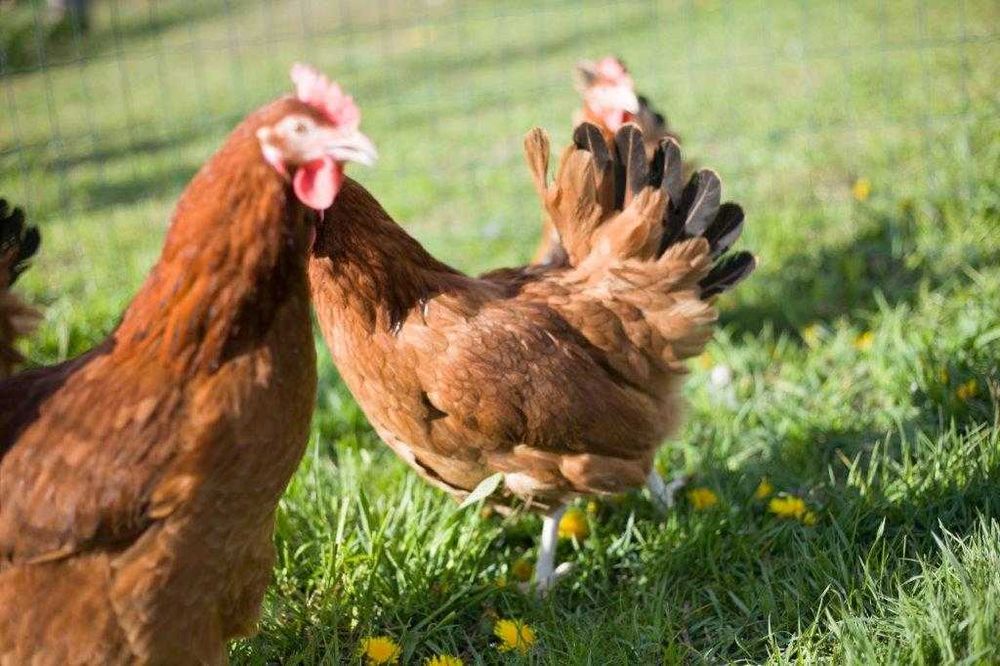 Kury Kokoszki Nioski