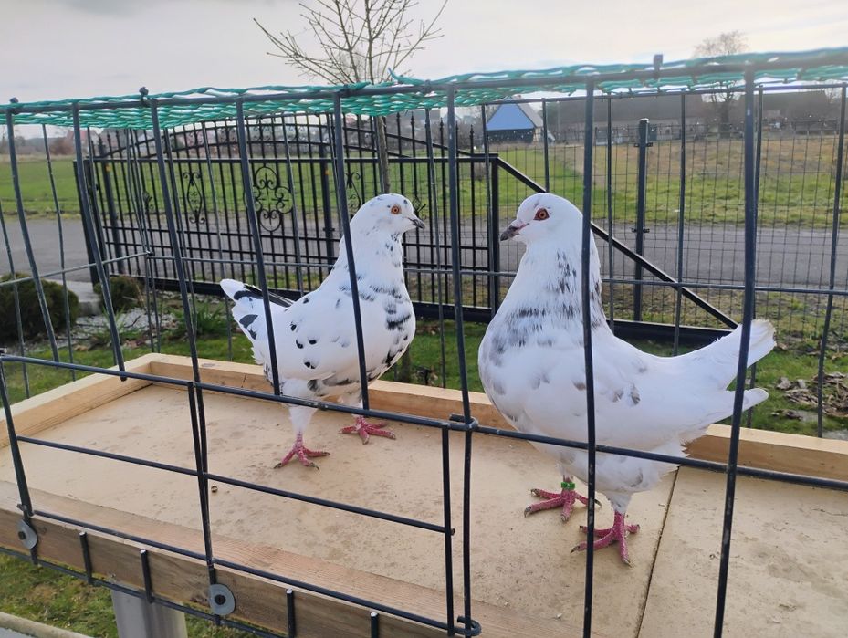 Sprzedam gołębie Kingi