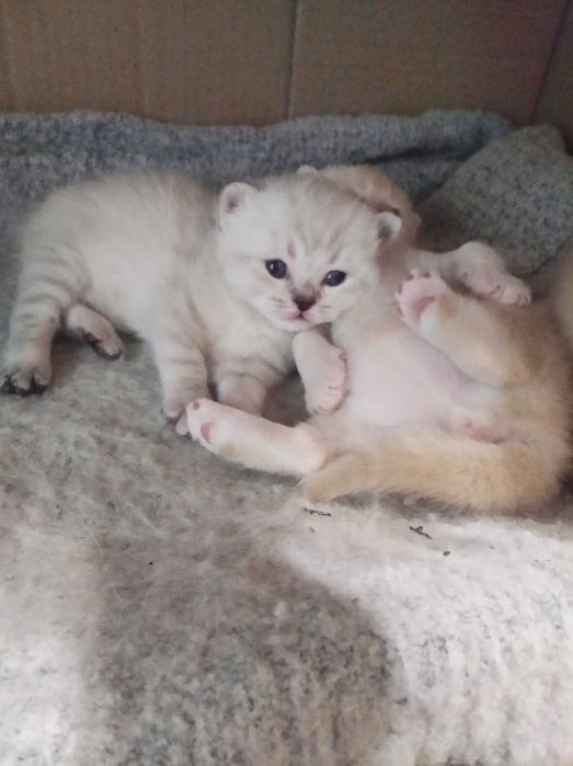 Шотландские котята