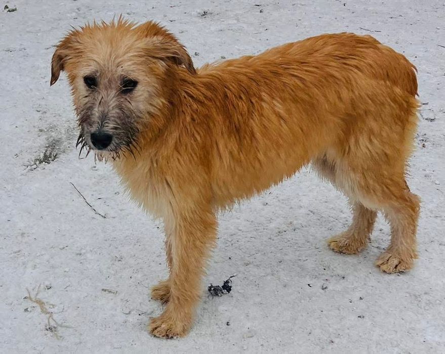 Красивая девочка Шелти стерилизована