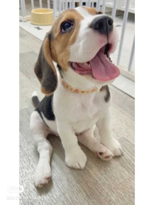 Продаються біглі віком два місяці. Вакциновані