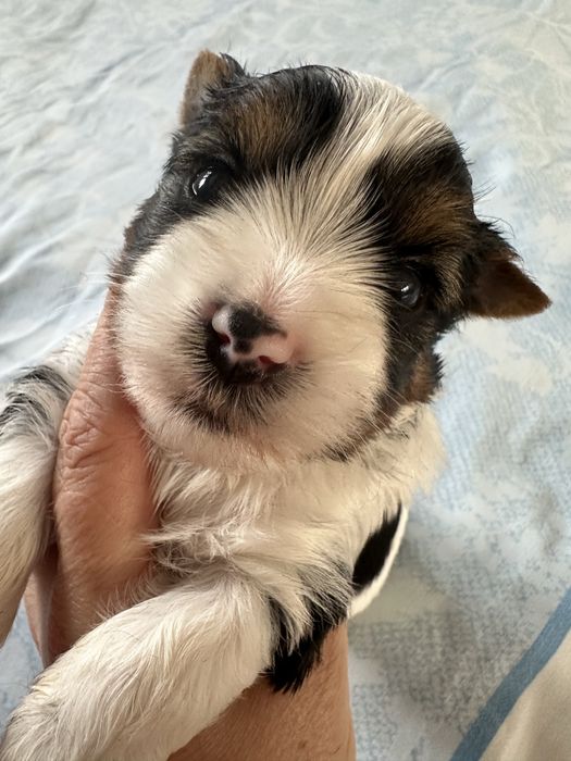 Yorkshire Terrier Biewer