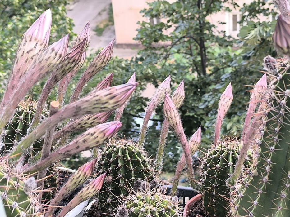 Кактусы взрослые