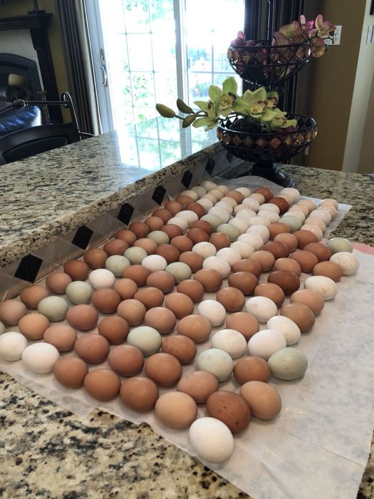 Яйця для вашого інкубатора міксу порід мʼясо-яєчних курей