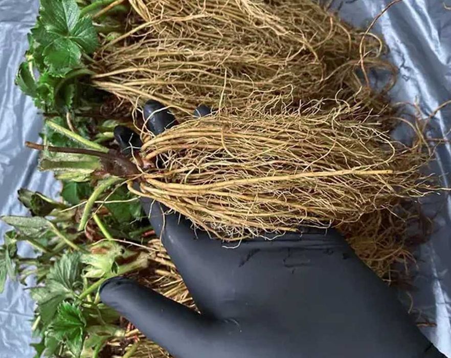 Копана розсада полуниці копанка касетна КСД купити саджанці в Україні